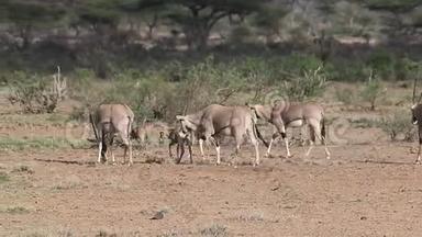 Beisa Oryx，oryx beisa，<strong>一群</strong>成年人和<strong>小牛</strong>在肯尼亚的马赛马拉公园的萨凡纳散步，